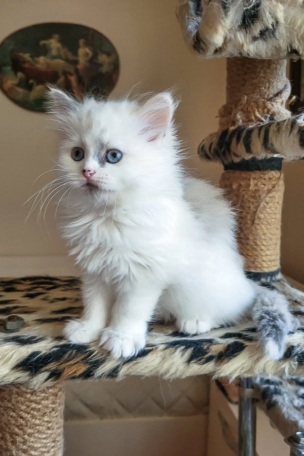 Cute fluffy white Siberian kitten with bright blue eyes on a cat tree