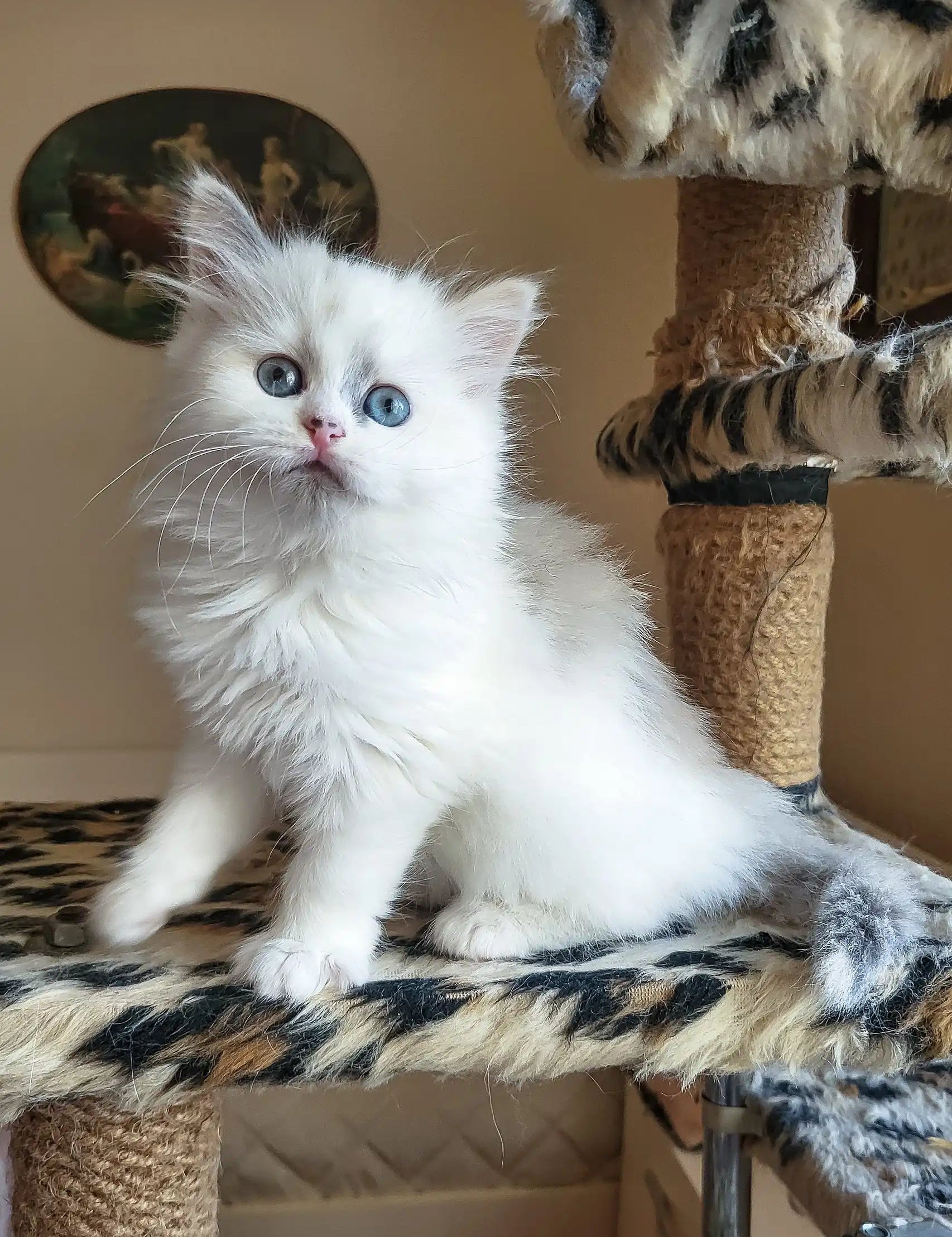 Fluffy white Siberian kitten with blue eyes lounging on a cat tree