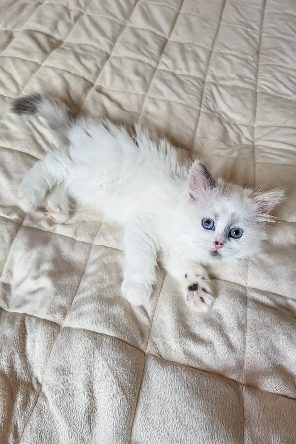 White fluffy Siberian kitten Zoe with blue eyes lying on its back adorably