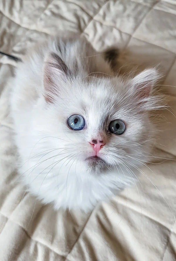 White fluffy Zoe, a Siberian kitten with blue eyes and a pink nose