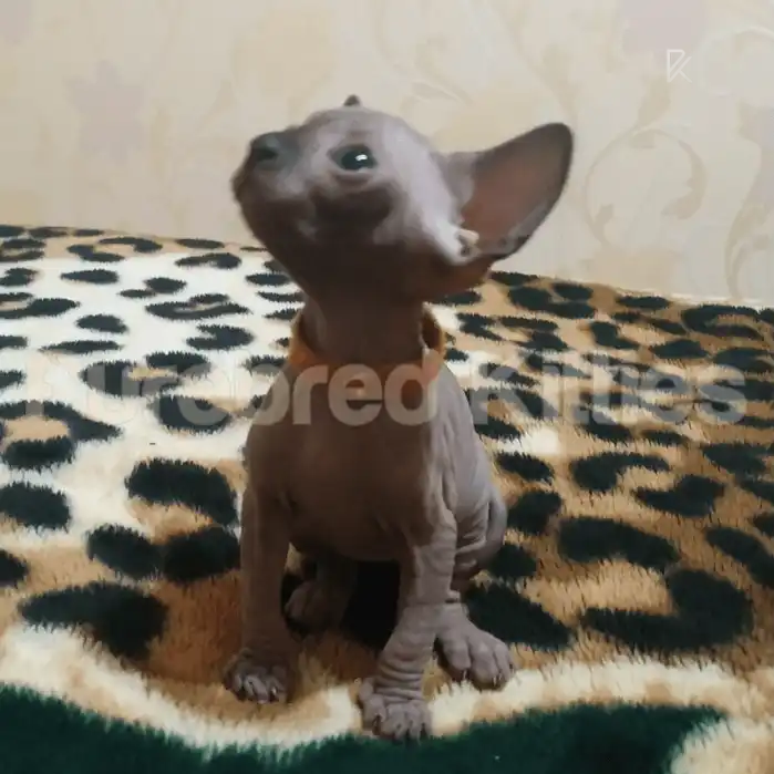 Sphynx Cats and Kittens for Sale Zoe | Kitten