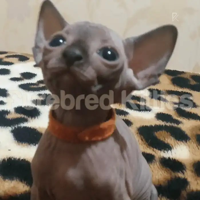 Sphynx Cats and Kittens for Sale Zoe | Kitten
