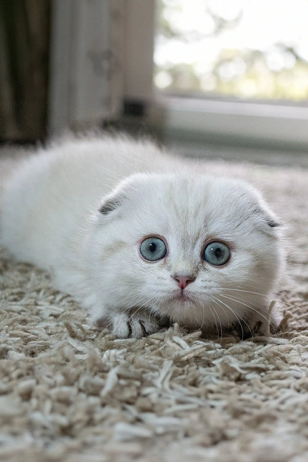 Adorable White Scottish Fold kitten with big blue eyes from Zoi | Scottish Fold Kitten