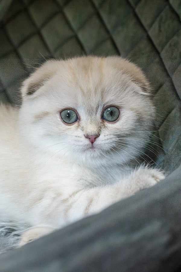 Adorable Scottish Fold kitten with big blue eyes and cute folded ears