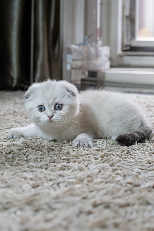 White Scottish Fold kitten with folded ears lounging on a cozy carpet