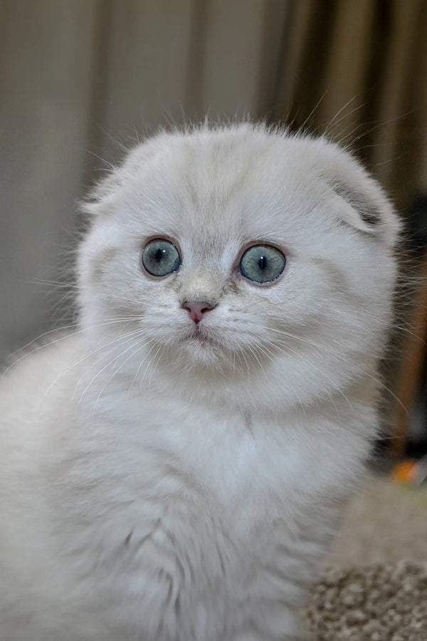 Adorable White Scottish Fold Kitten with big blue eyes and cute folded ears