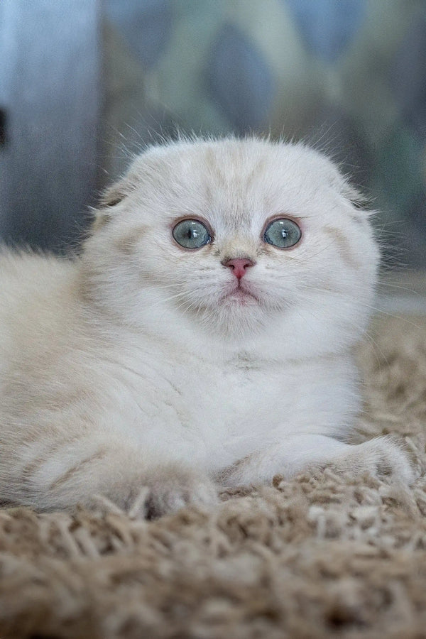 Adorable White Scottish Fold Kitten with big blue eyes and cute folded ears