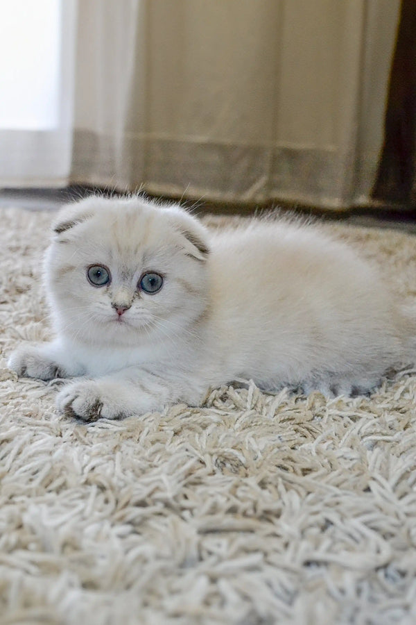 Adorable White Scottish Fold kitten with blue eyes and folded ears on a fluffy carpet