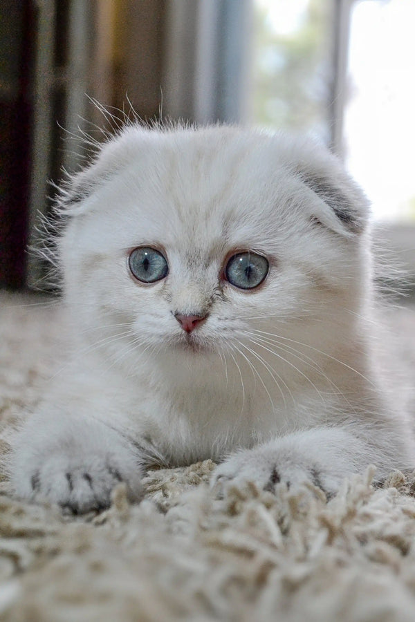 Adorable Scottish Fold Kitten with blue eyes and cute folded ears, named Zoi