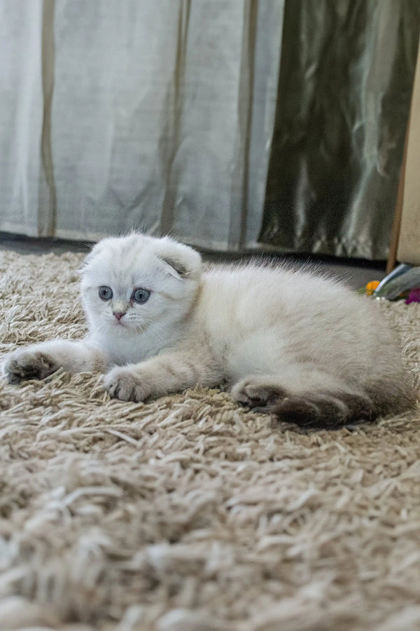 White Scottish Fold kitten lounging on a soft carpet, the cutest fold kitten ever