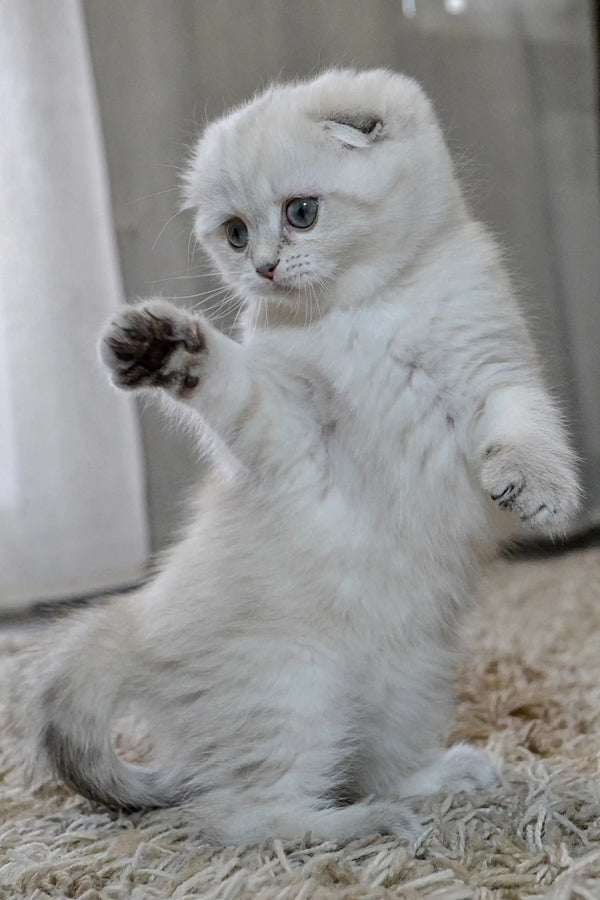 White Scottish Fold kitten sitting upright with paw raised, perfect for pet lovers