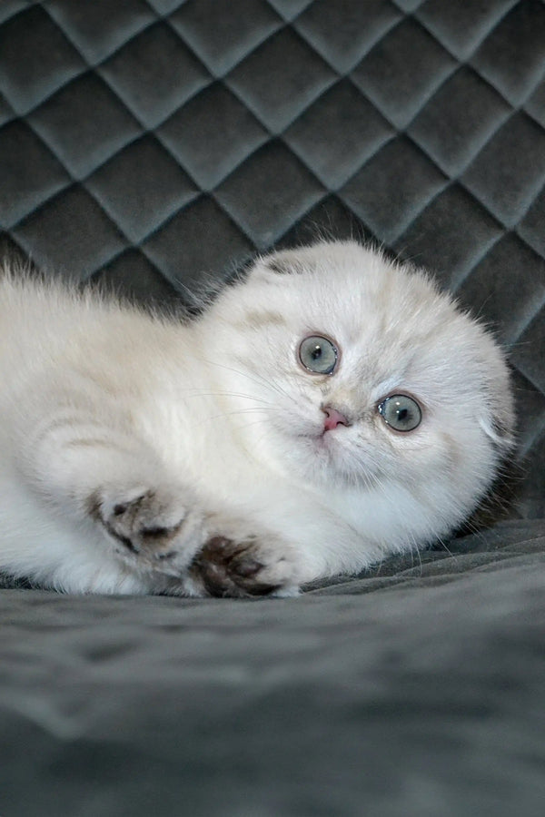 Adorable white fluffy Scottish Fold kitten with big blue eyes - meet Zoi!