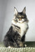 Zoom | maine coon kitten