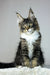 Zoom | maine coon kitten
