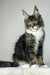 Zoom | maine coon kitten