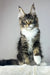 Zoom | maine coon kitten