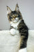 Zoom | maine coon kitten