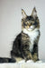Zoom | maine coon kitten