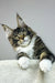 Zoom | maine coon kitten