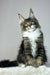 Zoom | maine coon kitten
