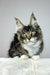 Zoom | maine coon kitten