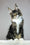 Zoom | Maine Coon Kitten