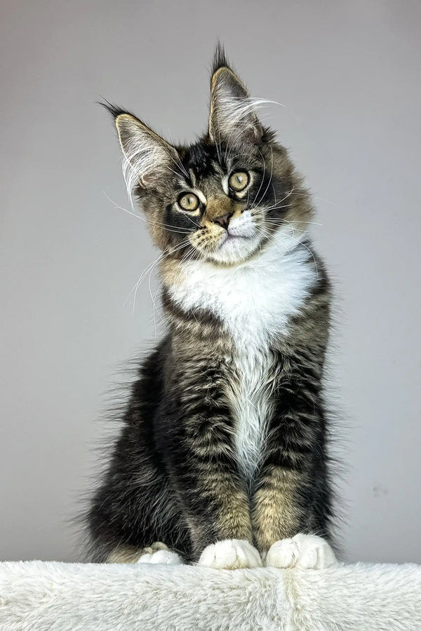 Zoom | maine coon kitten