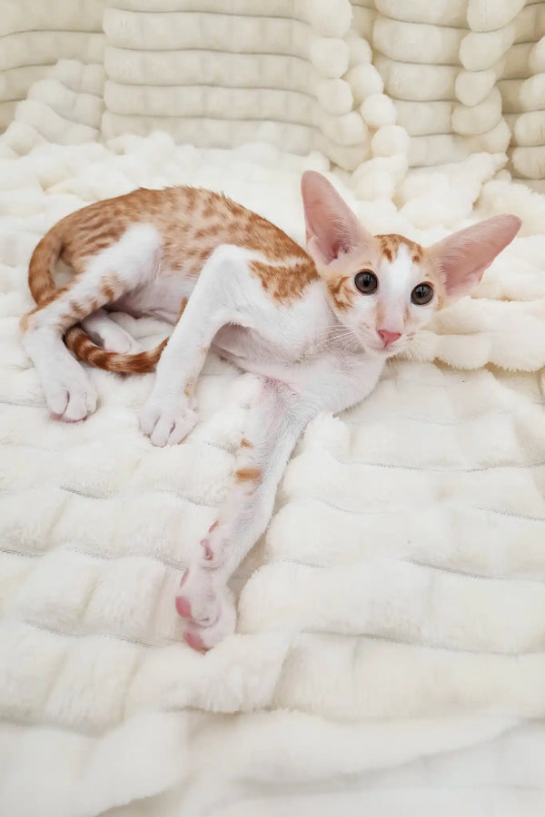 Zores | oriental shorthair kitten