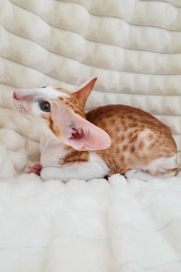 Zores | oriental shorthair kitten