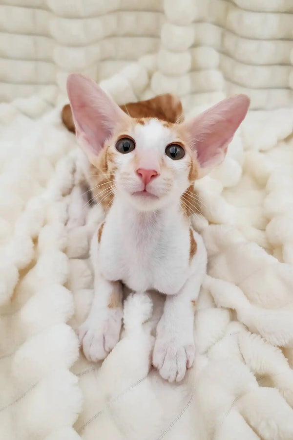 Zores | oriental shorthair kitten
