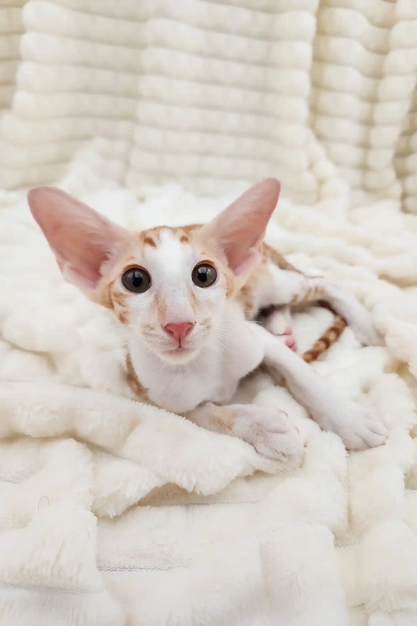 Zores | oriental shorthair kitten