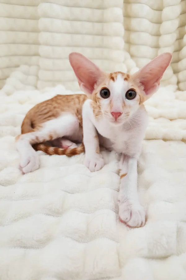 Zores | oriental shorthair kitten