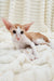 Zores | oriental shorthair kitten