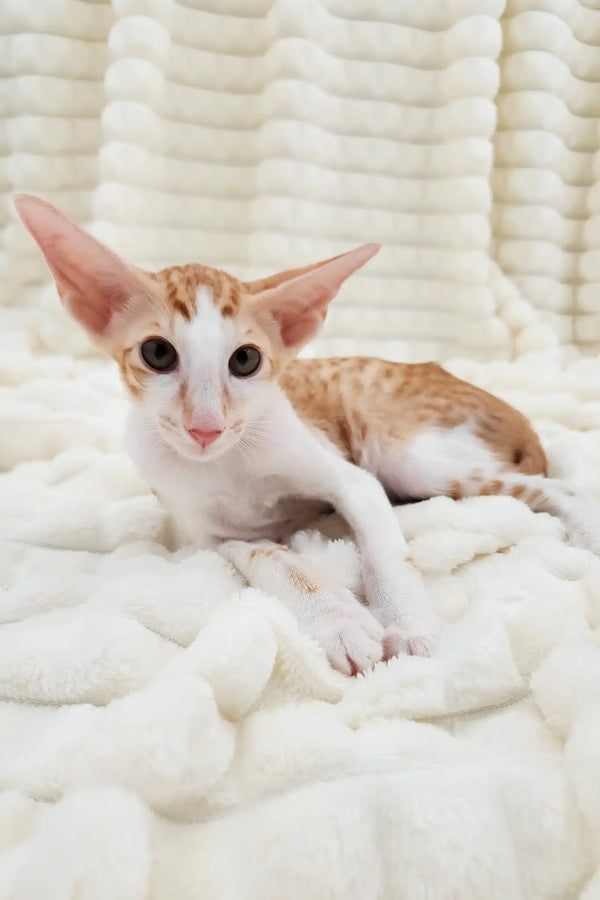 Zores | oriental shorthair kitten