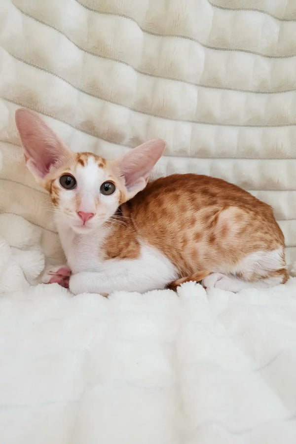 Zores | oriental shorthair kitten