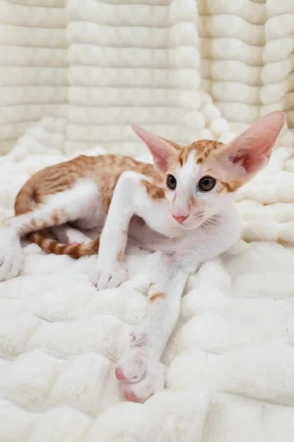 Zores | oriental shorthair kitten