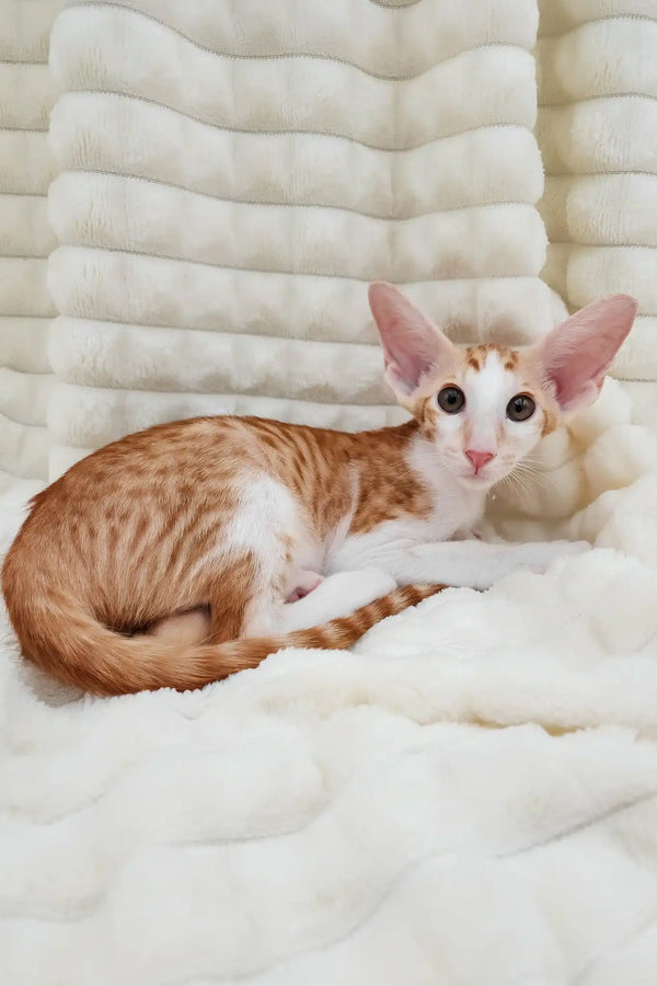 Zores | oriental shorthair kitten