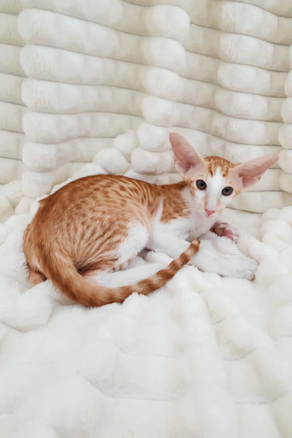 Zores | oriental shorthair kitten