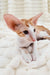 Zores | oriental shorthair kitten
