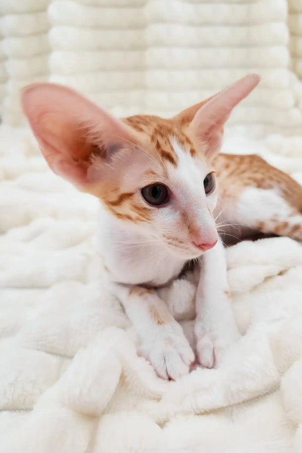 Zores | oriental shorthair kitten