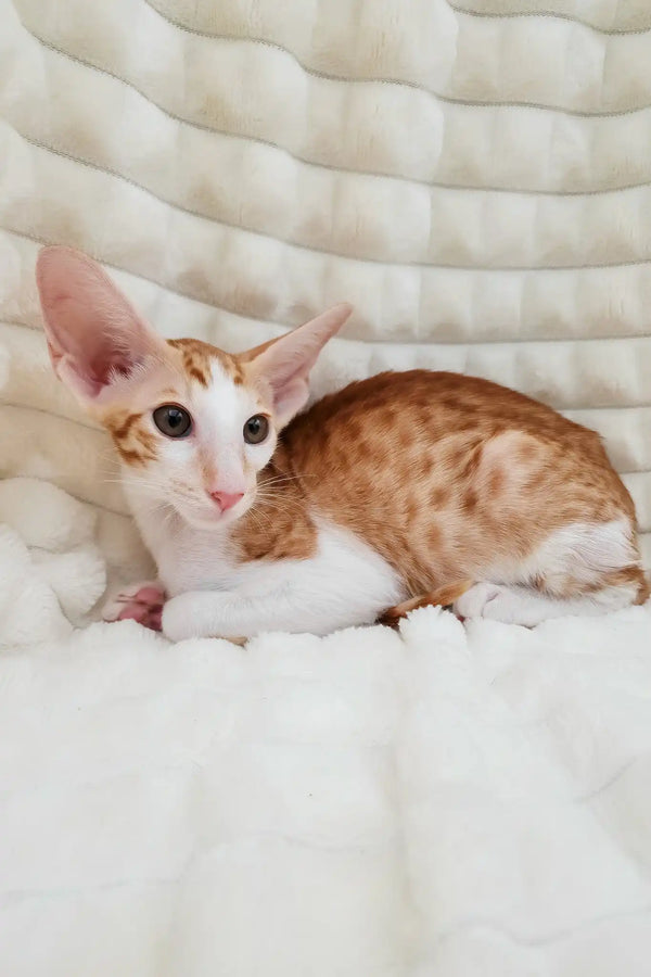 Zores | oriental shorthair kitten