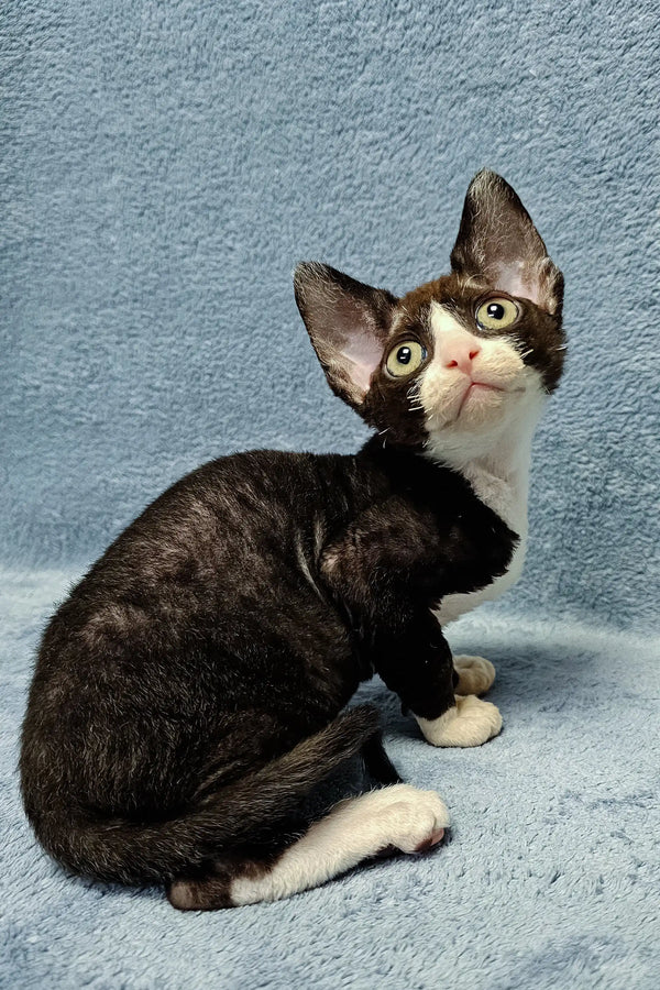 Black and white Devon Rex cat named Zorro, the adorable Devon Rex kitten