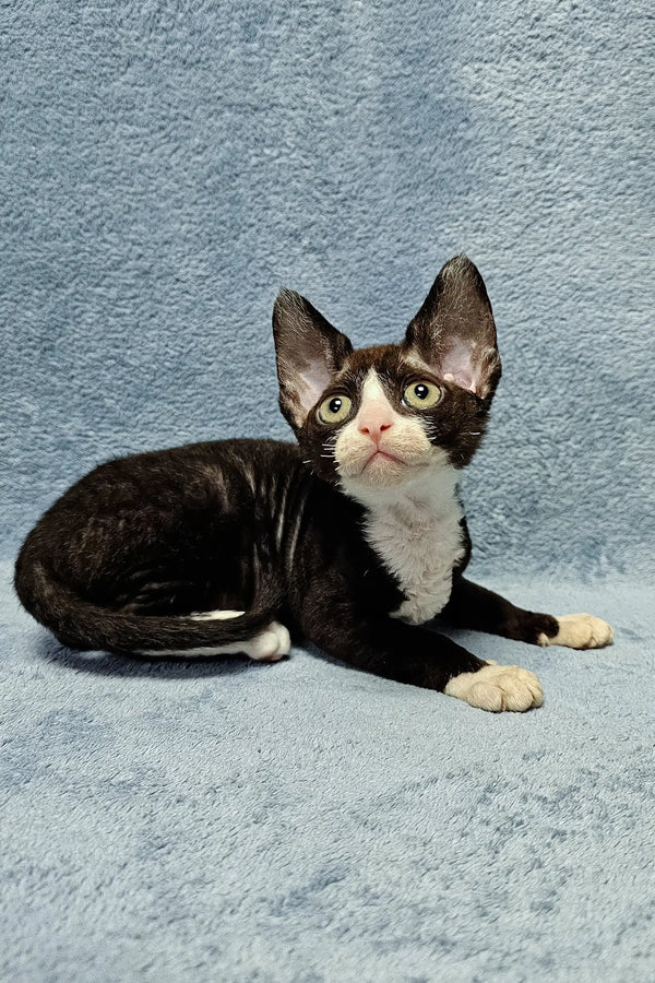 Cute black and white Devon Rex kitten named Zorro with big ears and playful personality