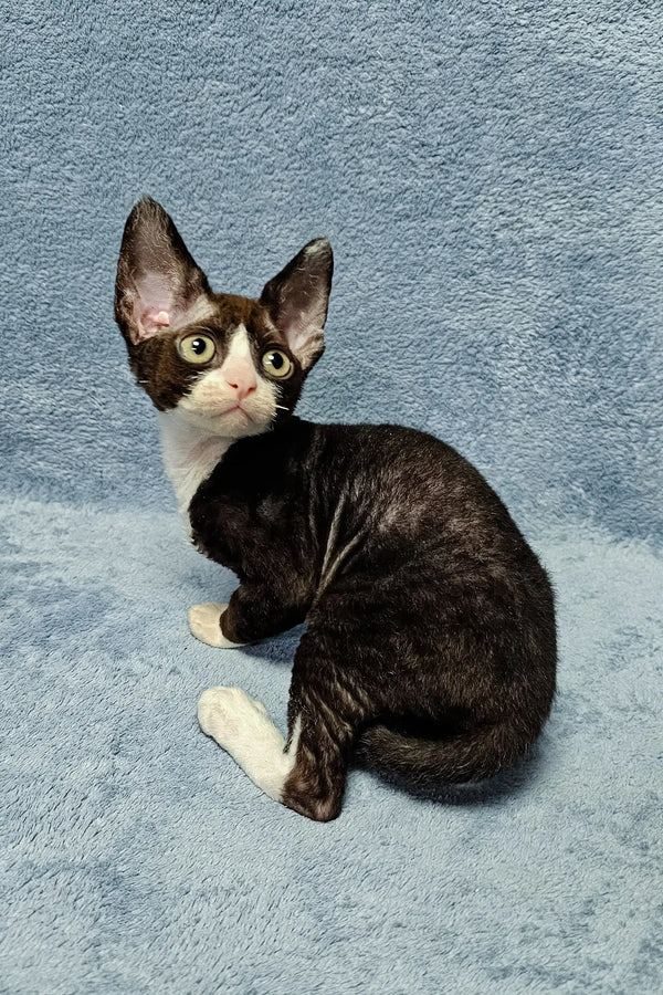 Black and white Devon Rex cat Zorro posed cutely as a charming kitten product
