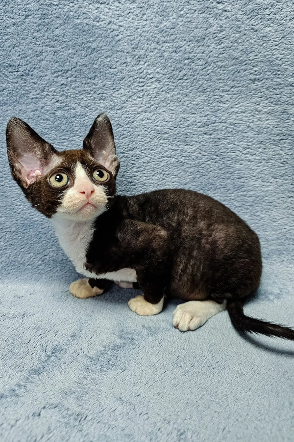Black and white Cornish Rex cat named Zorro from the Devon Rex Kitten collection