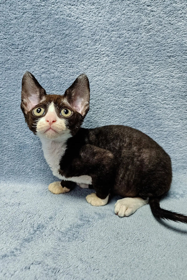 Black and white Cornish Rex cat named Zorro | Devon Rex Kitten looking adorable