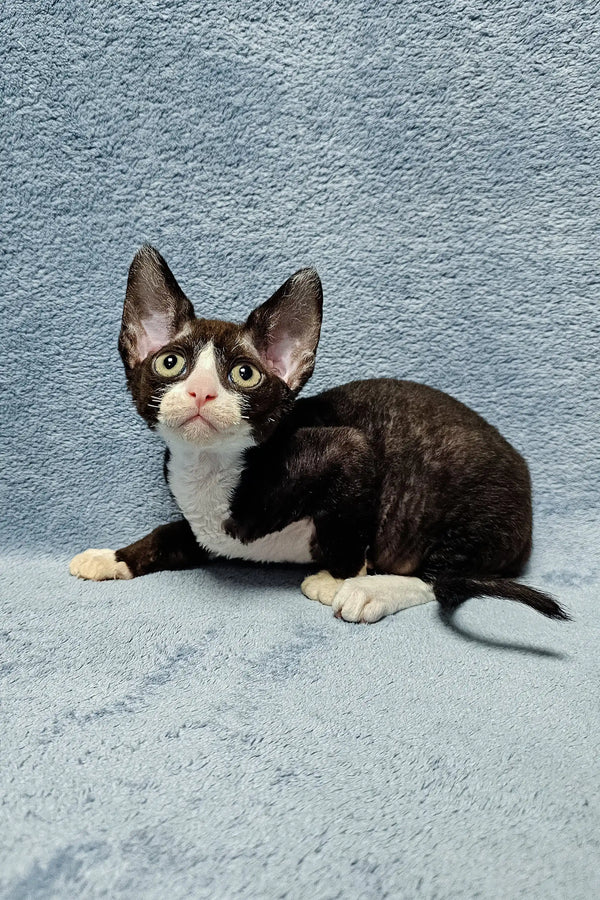 Rex Coat Cornish Rex Cat Price Devon Rex Selkirk Rex Kittens Price