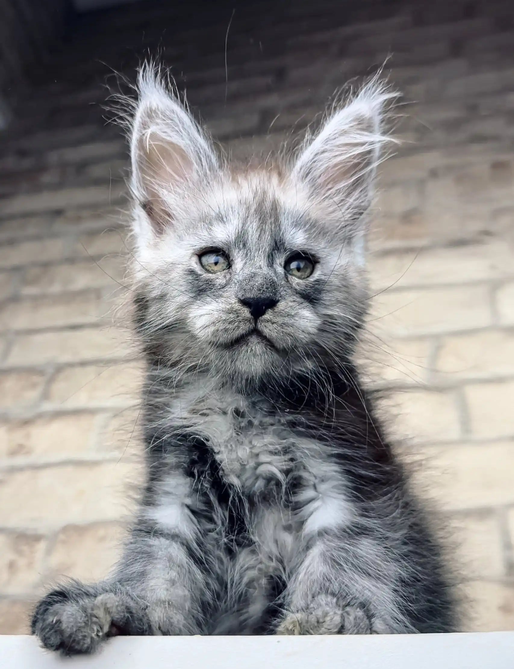 Fluffy gray Maine Coon kitten Zorro with bright blue eyes and cute ear tufts