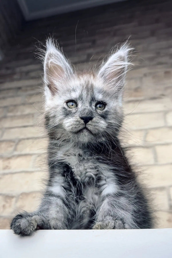 Fluffy gray Maine Coon kitten Zorro with bright blue eyes and cute ear tufts