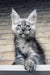 Gray Maine Coon kitten Zorro with pointed ears and fluffy fur looking adorable